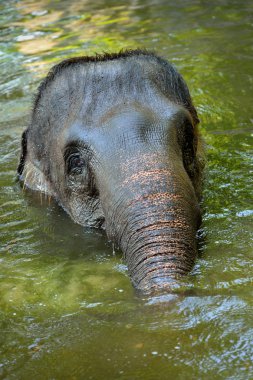 banyo Asya fili yakın çekim