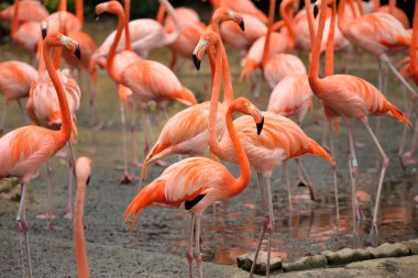 Karayip flamingolar - Phoenicopterus ruber yakın çekim