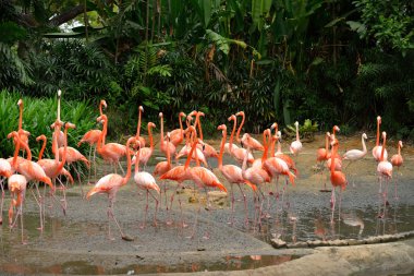 Karayip flamingolar - Phoenicopterus ruber yakın çekim