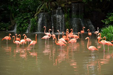Karayip flamingolar - Phoenicopterus ruber yakın çekim