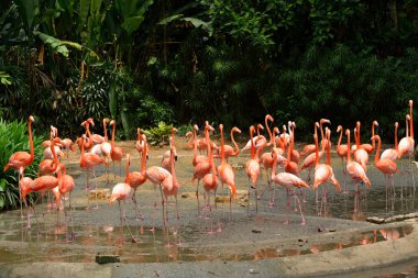 Karayip flamingolar - Phoenicopterus ruber yakın çekim