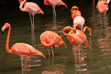 Karayip flamingolar - Phoenicopterus ruber yakın çekim
