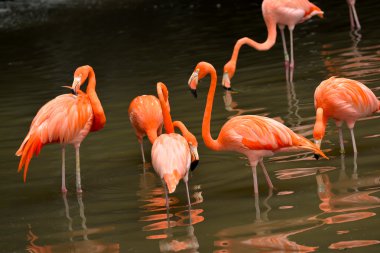 Karayip flamingolar - Phoenicopterus ruber yakın çekim