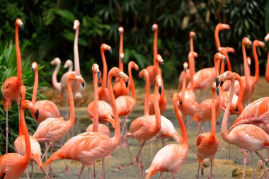 Karayip flamingolar - Phoenicopterus ruber yakın çekim