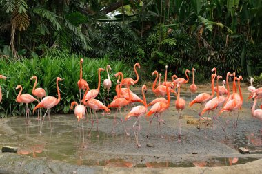 Karayip flamingolar - Phoenicopterus ruber yakın çekim