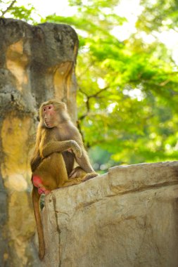 babunları (papio hamadryas)