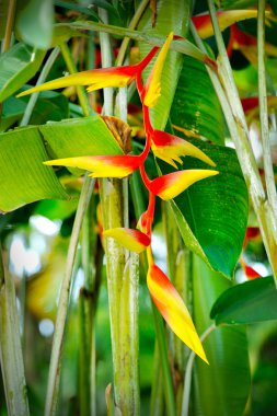 Heliconia çiçek yakın çekim