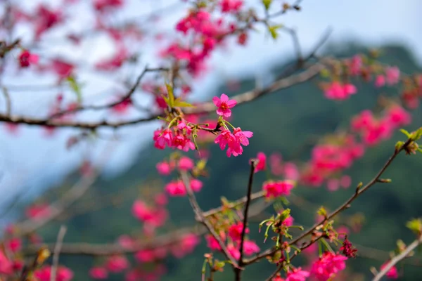 Close up of pink cherry blossom — Stock Photo, Image