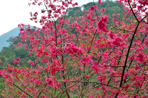 ピンクの桜の終わり — ストック写真