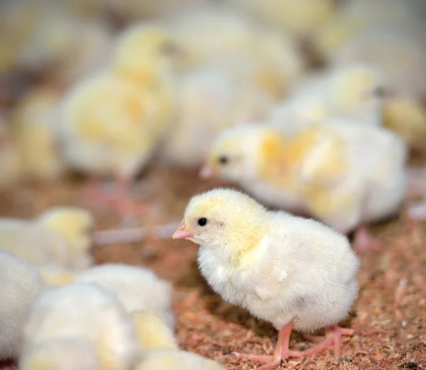 Kuřata v drůbeží farmě, selektivní zaměření. — Stock fotografie