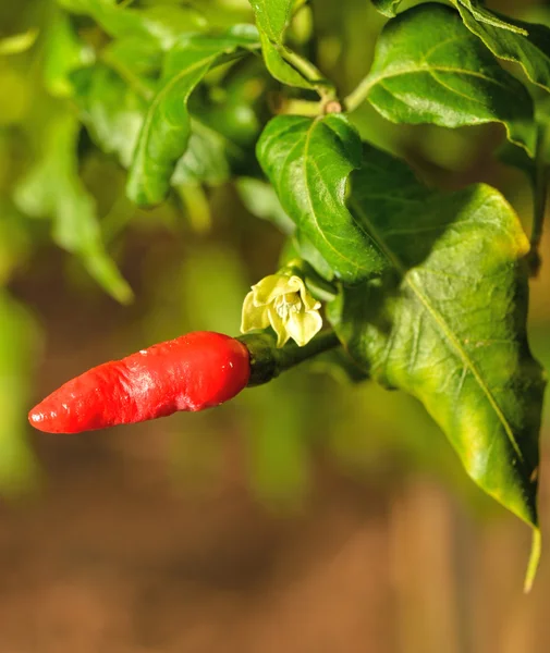 Close up of fresh chili peppers plant — Stock Photo, Image