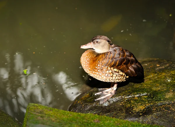 华鸭(Aix galericulata)) — 图库照片