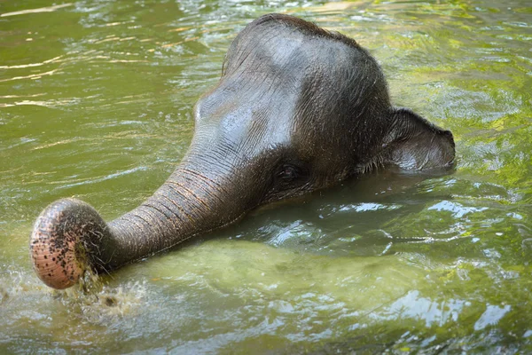 Close up van Aziatische olifant Baden — Stockfoto