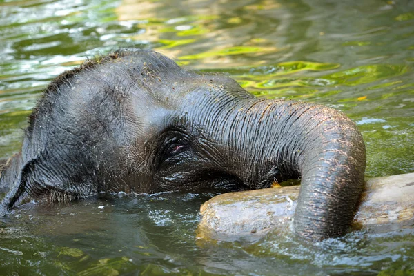 Close up af asiatisk elefant badning - Stock-foto
