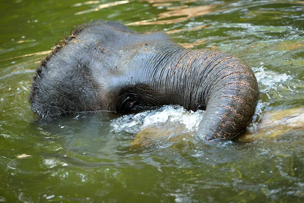 Close up of Asian Elephant bathing — Stock Photo, Image