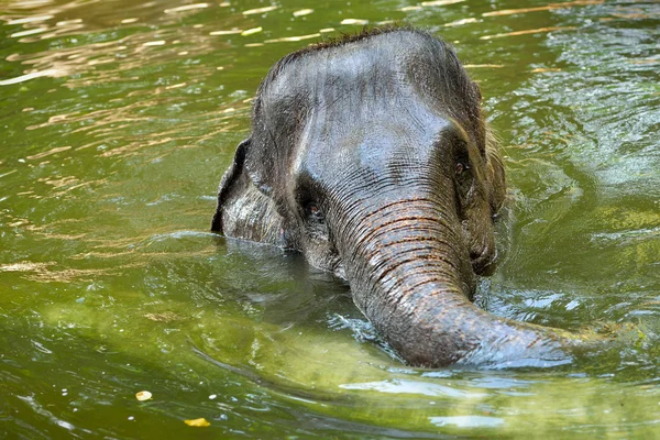 Detailní záběr slon koupání — Stock fotografie