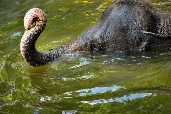 Close up of Asian Elephant bathing — Stock Photo, Image