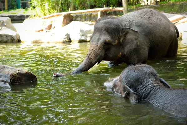 Close up de banho elefante asiático — Fotografia de Stock