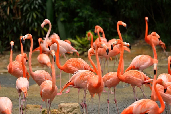 Close-up de flamingos caribenhos - Phoenicopterus ruber — Fotografia de Stock