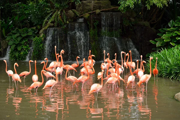 Close up van Caribische flamingos - Phoenicopterus ruber — Stockfoto