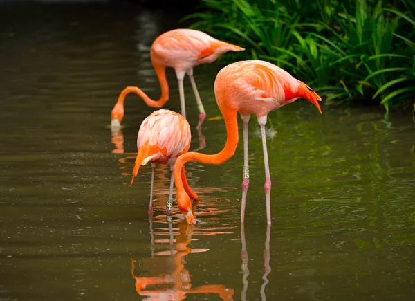 Close up of caribbean flamingos - Phoenicopterus ruber — Stock Photo, Image