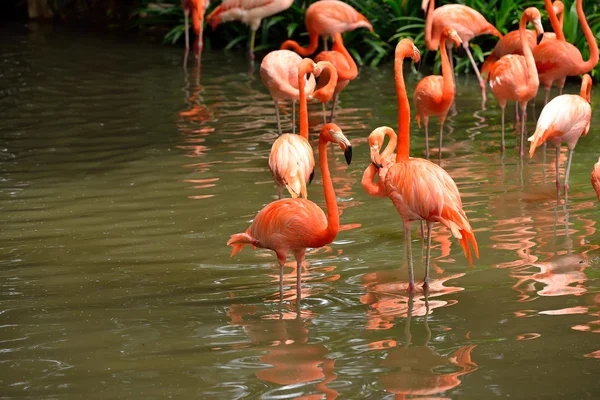 Close-up de flamingos caribenhos - Phoenicopterus ruber — Fotografia de Stock