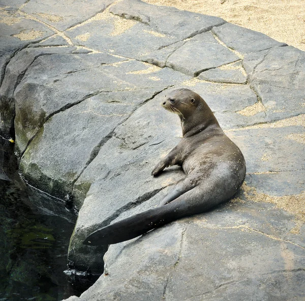 巨大なカワウソ、セレクティブ フォーカス. — ストック写真