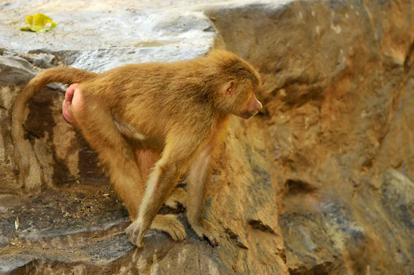 Hamadryas baboons (Papio hamadryas) — Stock Photo, Image