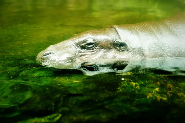 Close up of hippopotamus, selective focus. — Stock Photo, Image