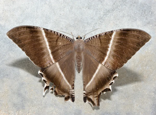 Lyssa zampa (tropische Papilionidae nachtvlinder) — Stockfoto