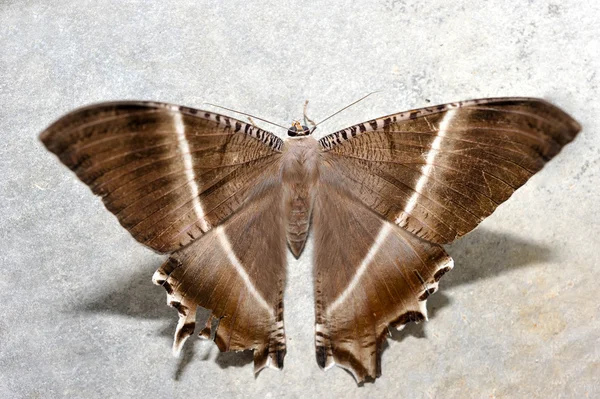 Lyssa zampa (tropical swallowtail moth) — Stock Photo, Image