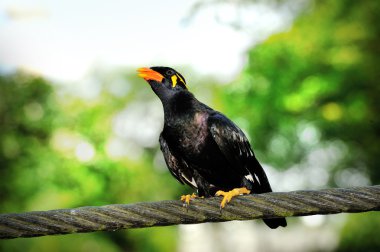 Hill myna (gracula bileğinde)
