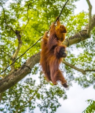 Güzel orangutans, seçici odak yakın çekim.