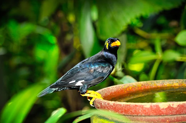 Loskuták posvátný (gracula religiosa) — Stock fotografie