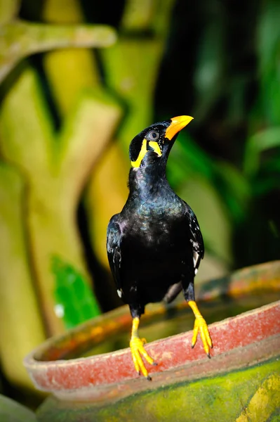 Hill myna (gracula bileğinde) — Stok fotoğraf