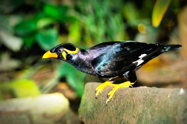 Myna Hill (Gracula religiosa) — Fotografia de Stock