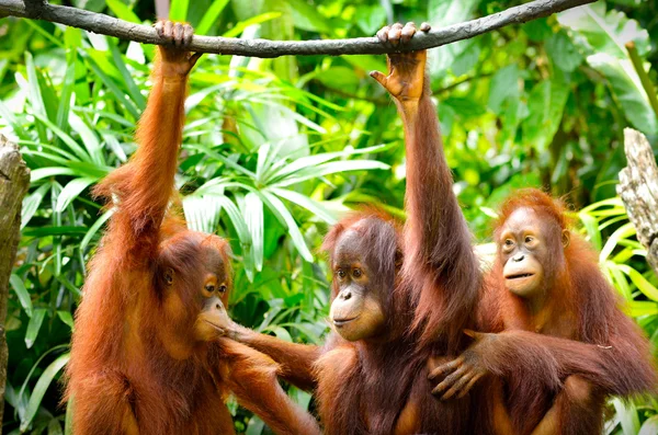 Nahaufnahme schöner Orang-Utans, selektiver Fokus. — Stockfoto