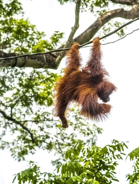 Close up of beautiful orangutans, selective focus.