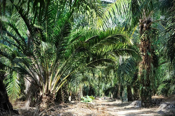 Plantacji oleju palmowego — Zdjęcie stockowe