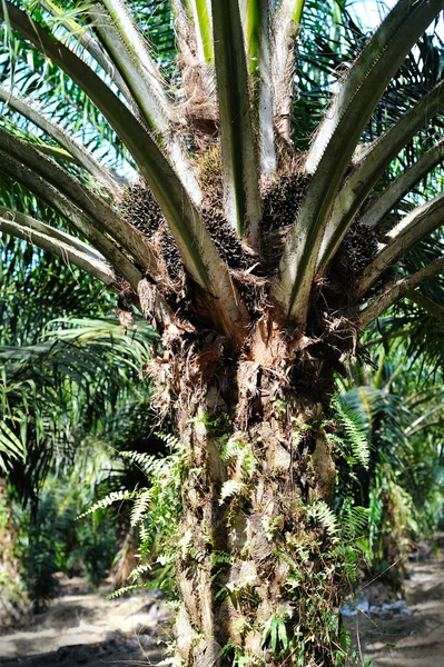 Plantacji oleju palmowego — Zdjęcie stockowe