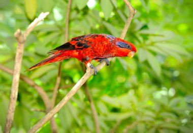 Beautiful Blue-streaked Lory (Eos reticulata) clipart