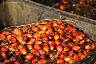 palmiye yağı taze meyve, seçici odak yakın çekim.