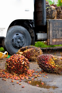 palmiye yağı taze meyve, seçici odak yakın çekim.
