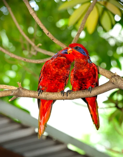 Güzel mavi çizgili lori (Eos reticulata) — Stok fotoğraf