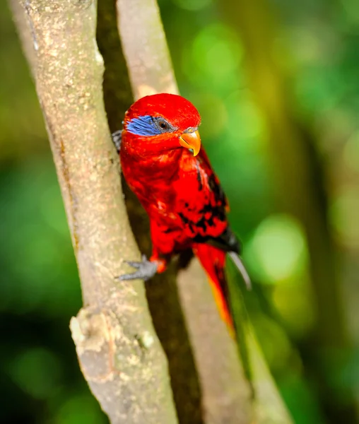 Vackra blå-strimmiga Lory (Eos reticulata) — Stockfoto