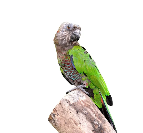 Närbild på röd-fan papegoja (Hawk-headed Parrot) — Stockfoto