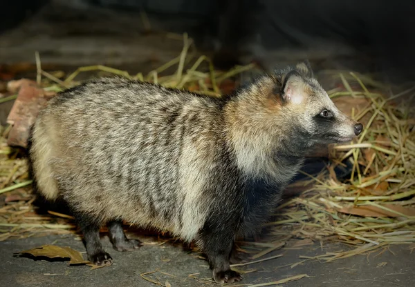 Närbild på mårdhund (Nyctereutes procyonoides) — Stockfoto