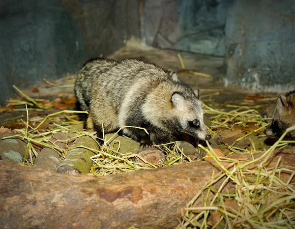 Dekat Raccoon Dog (Nyctereutes procyonoides ) — Stok Foto