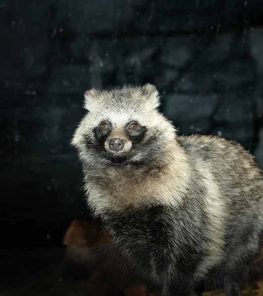 Dekat Raccoon Dog (Nyctereutes procyonoides ) — Stok Foto