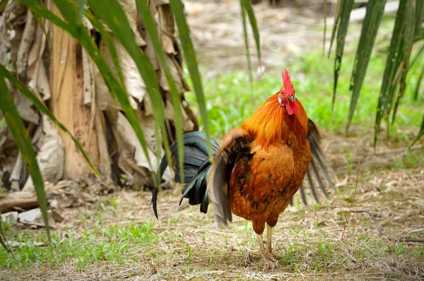 Vackra tupp i olja palm plantation. — Stockfoto